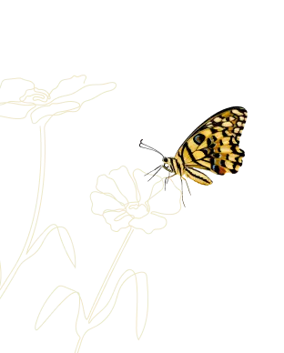 flower illustration with butterfly on the flower